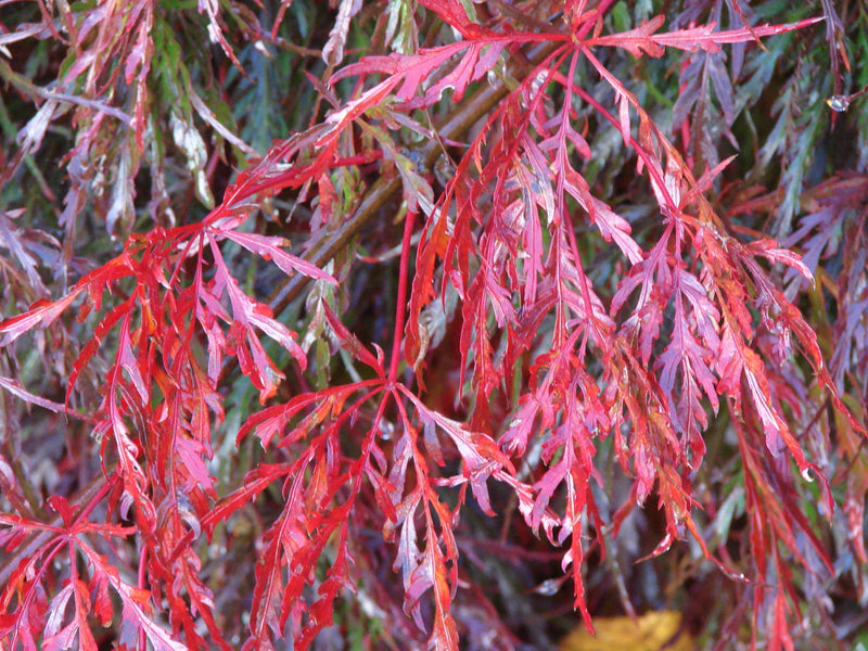 - FOR PICKUP ONLY | Acer palmatum 'Inaba shidare' Japanese Maple | DOES NOT SHIP - Mr Maple │ Buy Japanese Maple Trees