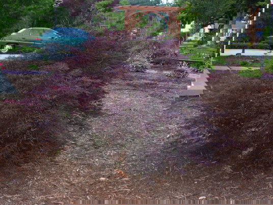 - FOR PICKUP ONLY | Acer palmatum 'Inaba shidare' Japanese Maple | DOES NOT SHIP - Mr Maple │ Buy Japanese Maple Trees