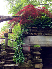 - FOR PICKUP ONLY | Acer palmatum 'Inaba shidare' Japanese Maple | DOES NOT SHIP - Mr Maple │ Buy Japanese Maple Trees