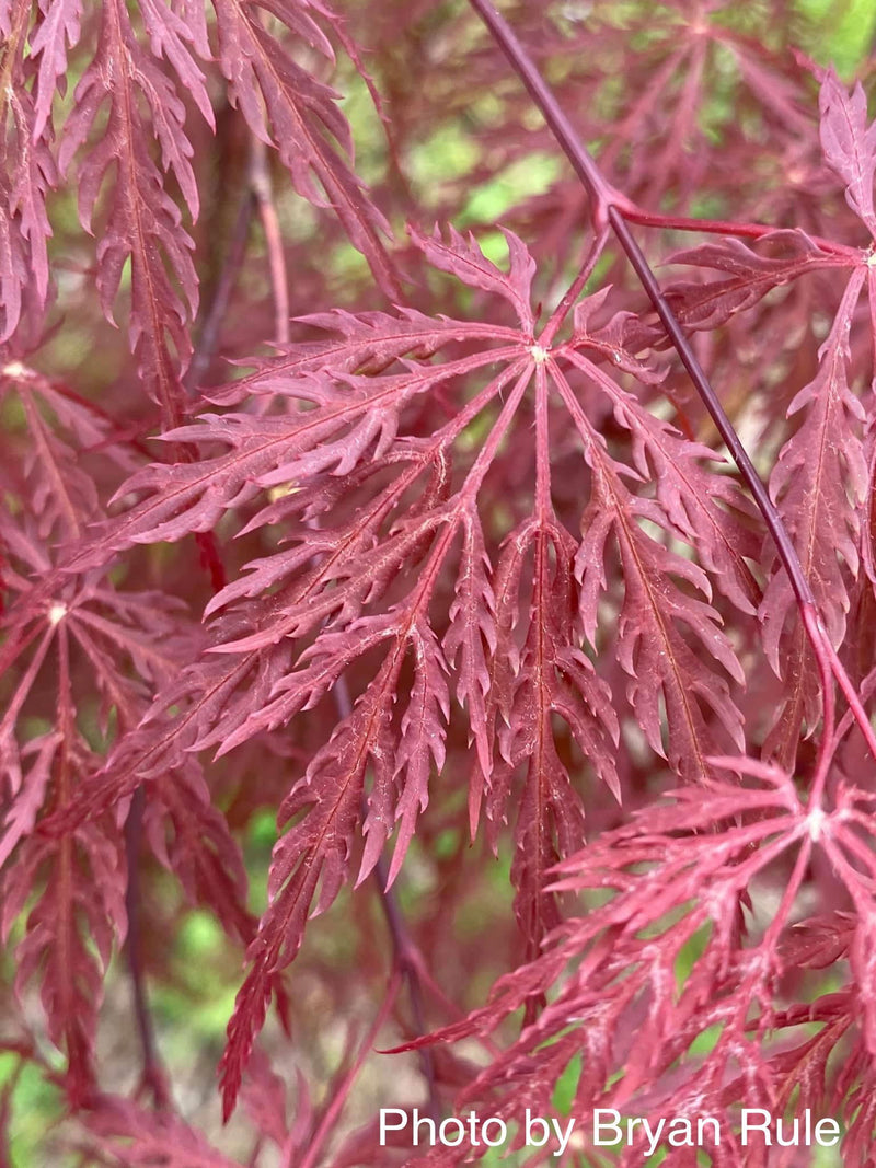 - FOR PICKUP ONLY | Acer palmatum 'Inaba shidare' Japanese Maple | DOES NOT SHIP - Mr Maple │ Buy Japanese Maple Trees