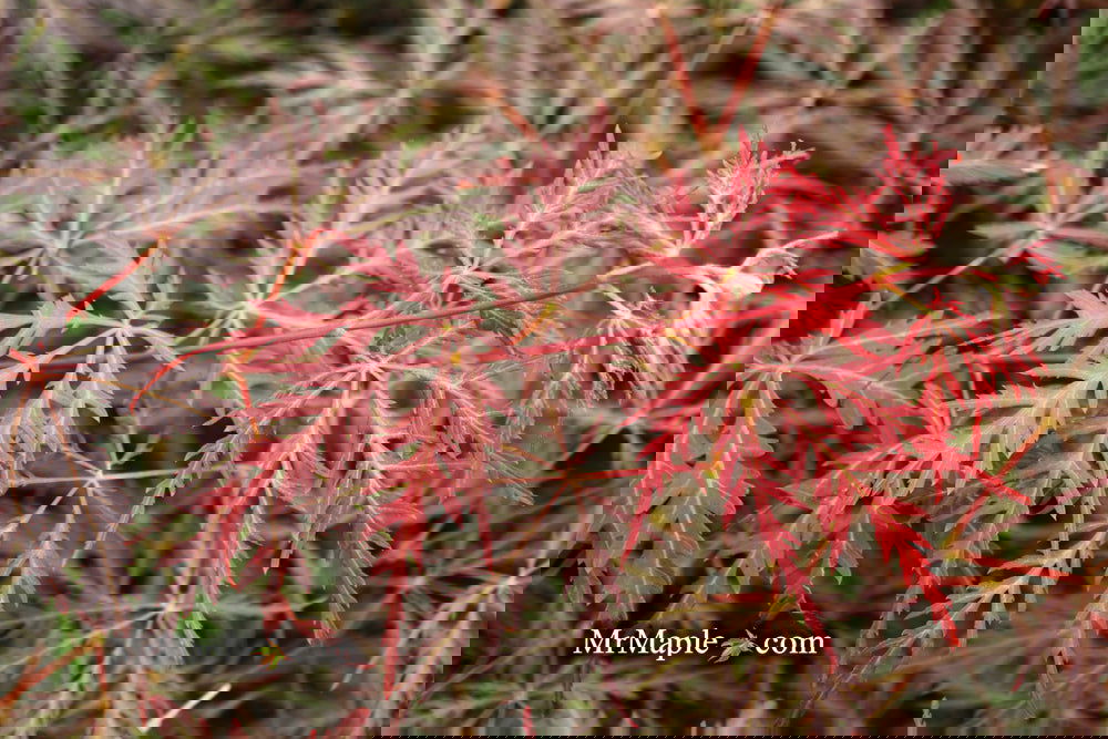 OVER FIELD MAPLE MR-2001 バット OVER FIELD MAPLE MR-2001 バット OVER FIELD MAPLE MR-2001 バット