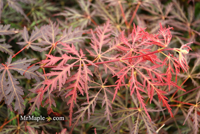 - FOR PICKUP ONLY | Acer palmatum 'Inaba shidare' Japanese Maple | DOES NOT SHIP - Mr Maple │ Buy Japanese Maple Trees