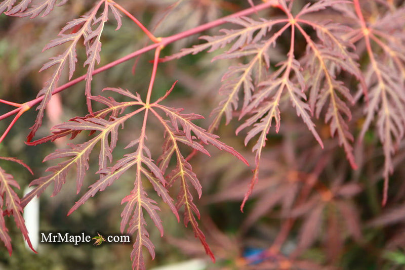 - FOR PICKUP ONLY | Acer palmatum 'Inaba shidare' Japanese Maple | DOES NOT SHIP - Mr Maple │ Buy Japanese Maple Trees