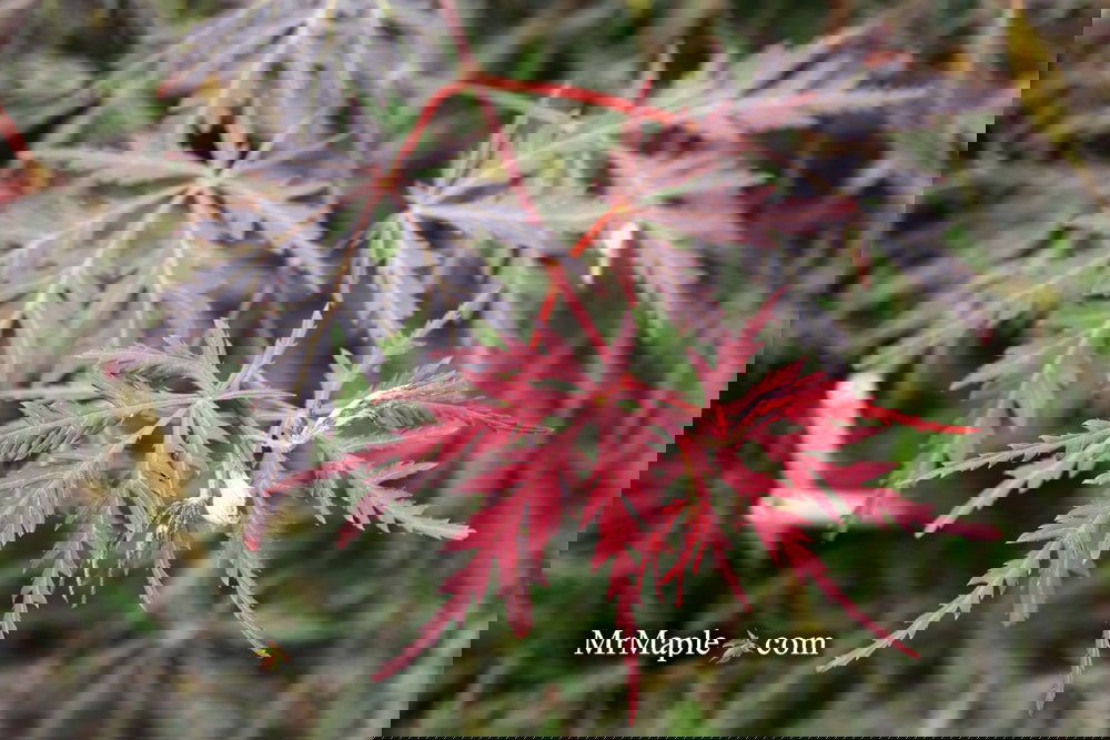 Buy Acer palmatum dissectum 'Inaba shidare' Japanese Maple Buy Acer palmatum dissectum 'Inaba shidare' Japanese Maple