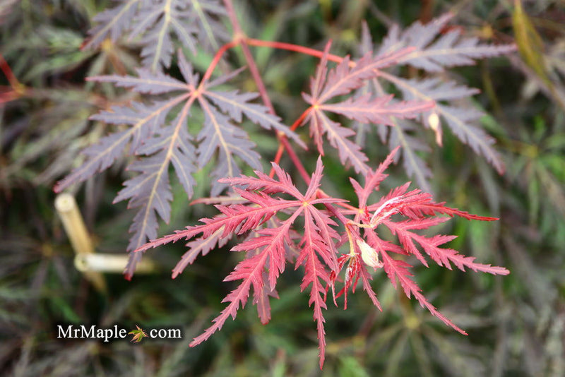 - FOR PICKUP ONLY | Acer palmatum 'Inaba shidare' Japanese Maple | DOES NOT SHIP - Mr Maple │ Buy Japanese Maple Trees
