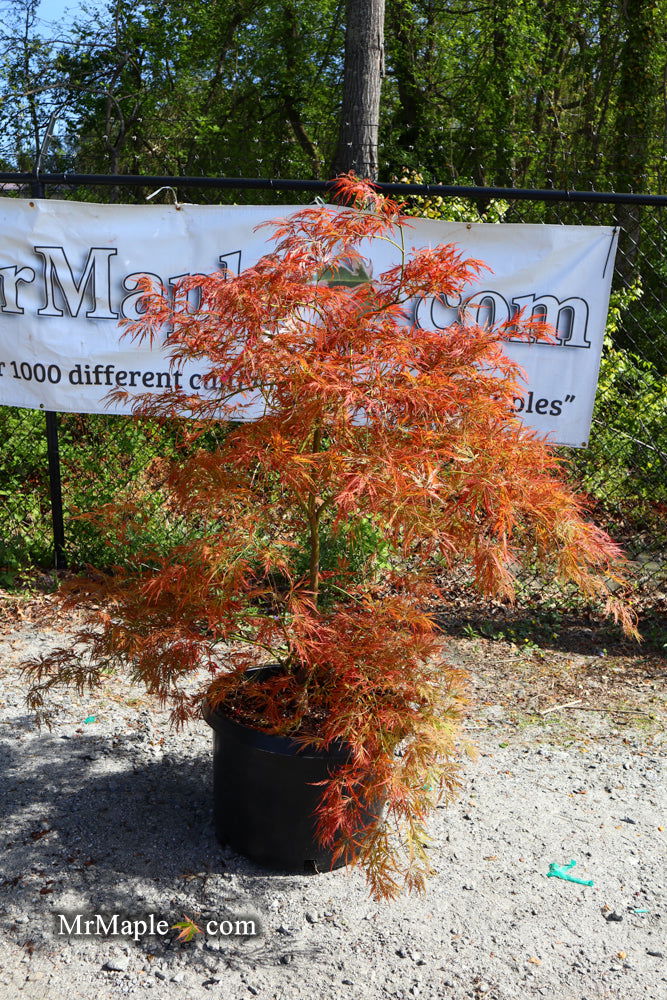 - FOR PICKUP ONLY | Acer palmatum 'Irish Lace' Japanese Maple | DOES NOT SHIP - Mr Maple │ Buy Japanese Maple Trees