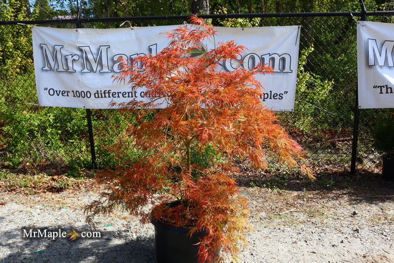 - FOR PICKUP ONLY | Acer palmatum 'Irish Lace' Japanese Maple | DOES NOT SHIP - Mr Maple │ Buy Japanese Maple Trees