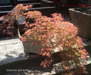 - FOR PICKUP ONLY | Acer palmatum 'Irish Lace' Japanese Maple | DOES NOT SHIP - Mr Maple │ Buy Japanese Maple Trees