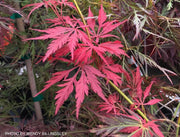 - FOR PICKUP ONLY | Acer palmatum 'Irish Lace' Japanese Maple | DOES NOT SHIP - Mr Maple │ Buy Japanese Maple Trees