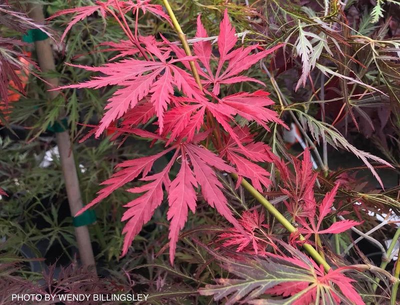 - FOR PICKUP ONLY | Acer palmatum 'Irish Lace' Japanese Maple | DOES NOT SHIP - Mr Maple │ Buy Japanese Maple Trees