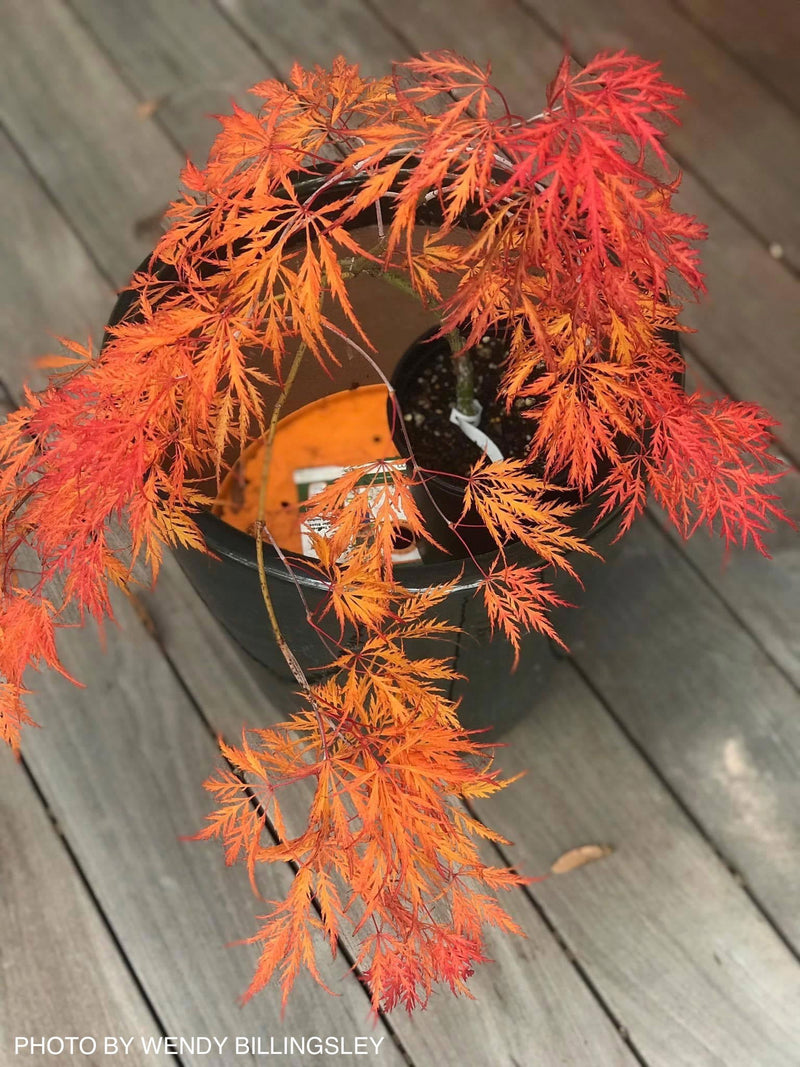 - FOR PICKUP ONLY | Acer palmatum 'Irish Lace' Japanese Maple | DOES NOT SHIP - Mr Maple │ Buy Japanese Maple Trees