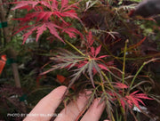 - FOR PICKUP ONLY | Acer palmatum 'Irish Lace' Japanese Maple | DOES NOT SHIP - Mr Maple │ Buy Japanese Maple Trees