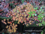 - FOR PICKUP ONLY | Acer palmatum 'Irish Lace' Japanese Maple | DOES NOT SHIP - Mr Maple │ Buy Japanese Maple Trees