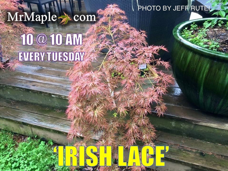 - FOR PICKUP ONLY | Acer palmatum 'Irish Lace' Japanese Maple | DOES NOT SHIP - Mr Maple │ Buy Japanese Maple Trees