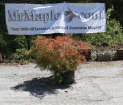 - FOR PICKUP ONLY | Acer palmatum 'Irish Lace' Japanese Maple | DOES NOT SHIP - Mr Maple │ Buy Japanese Maple Trees