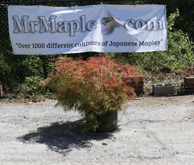 - FOR PICKUP ONLY | Acer palmatum 'Irish Lace' Japanese Maple | DOES NOT SHIP - Mr Maple │ Buy Japanese Maple Trees