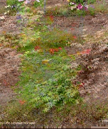 - FOR PICKUP ONLY | Acer palmatum 'Iro iro' Japanese Maple | DOES NOT SHIP - Mr Maple │ Buy Japanese Maple Trees