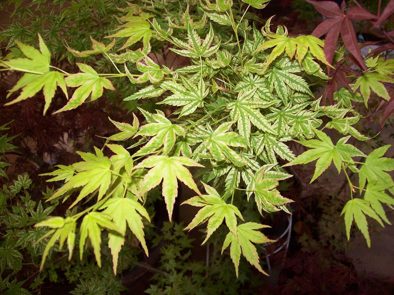 - FOR PICKUP ONLY | Acer palmatum 'Iro iro' Japanese Maple | DOES NOT SHIP - Mr Maple │ Buy Japanese Maple Trees