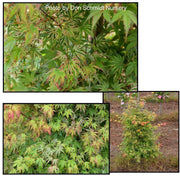 - FOR PICKUP ONLY | Acer palmatum 'Iro iro' Japanese Maple | DOES NOT SHIP - Mr Maple │ Buy Japanese Maple Trees