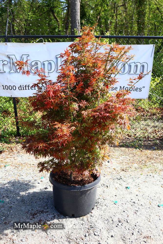 Buy Acer palmatum 'Jerre Schwartz' Dwarf Japanese Maple — Mr Maple
