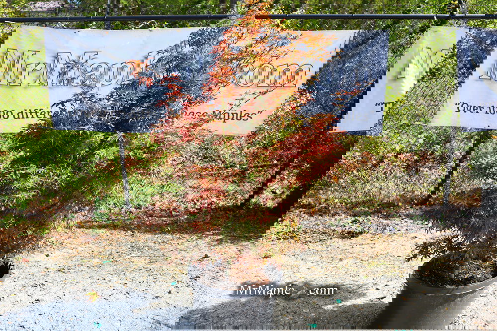 Buy Acer palmatum 'Jerre Schwartz' Dwarf Japanese Maple — Mr Maple