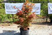 - FOR PICKUP ONLY | Acer palmatum 'Jerre Schwartz' Dwarf Japanese Maple | DOES NOT SHIP - Mr Maple │ Buy Japanese Maple Trees