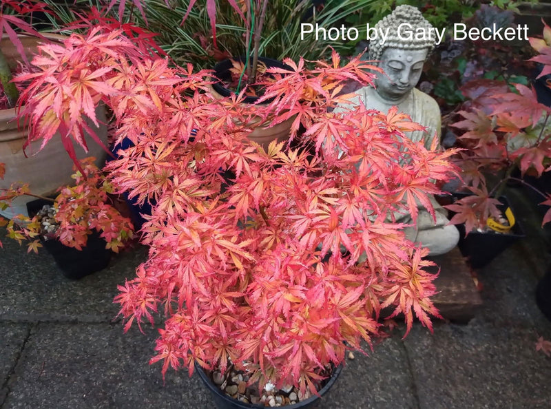 - FOR PICKUP ONLY | Acer palmatum 'Jerre Schwartz' Dwarf Japanese Maple | DOES NOT SHIP - Mr Maple │ Buy Japanese Maple Trees