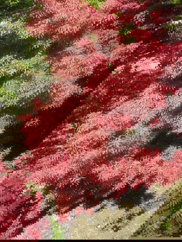 - FOR PICKUP ONLY | Acer palmatum 'Jerre Schwartz' Dwarf Japanese Maple | DOES NOT SHIP - Mr Maple │ Buy Japanese Maple Trees