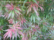 - FOR PICKUP ONLY | Acer palmatum 'Jerre Schwartz' Dwarf Japanese Maple | DOES NOT SHIP - Mr Maple │ Buy Japanese Maple Trees