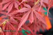 - FOR PICKUP ONLY | Acer palmatum 'Jerre Schwartz' Dwarf Japanese Maple | DOES NOT SHIP - Mr Maple │ Buy Japanese Maple Trees
