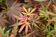 - FOR PICKUP ONLY | Acer palmatum 'Jerre Schwartz' Dwarf Japanese Maple | DOES NOT SHIP - Mr Maple │ Buy Japanese Maple Trees