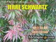 - FOR PICKUP ONLY | Acer palmatum 'Jerre Schwartz' Dwarf Japanese Maple | DOES NOT SHIP - Mr Maple │ Buy Japanese Maple Trees