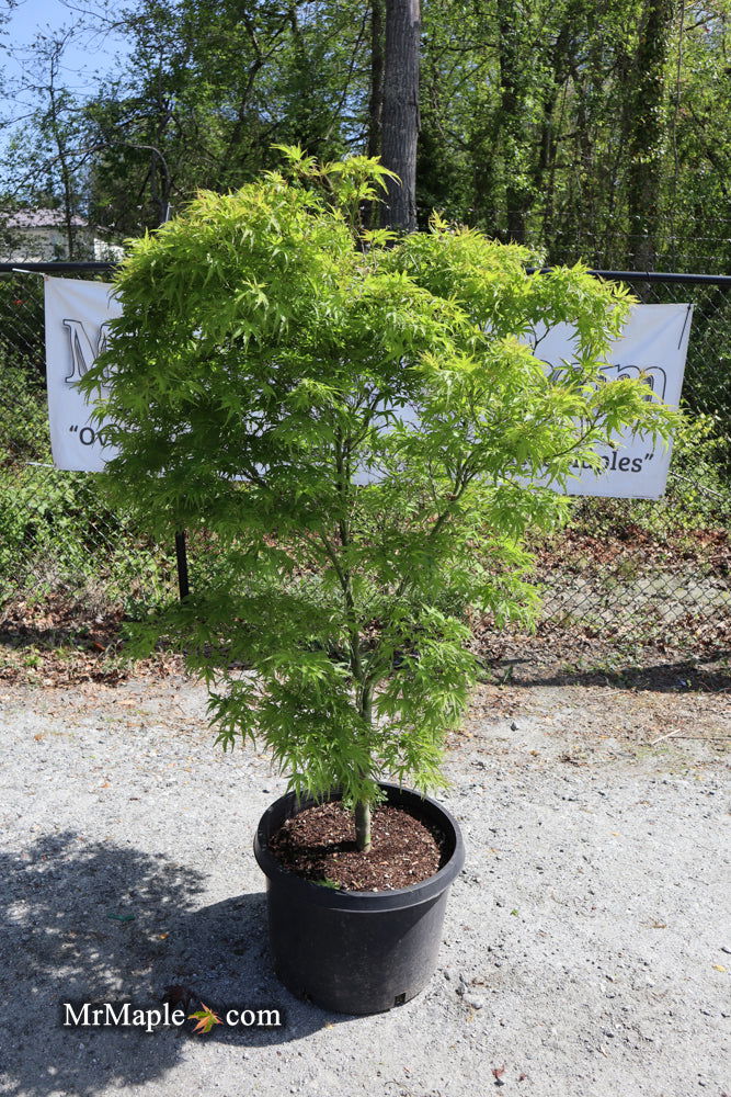 Buy Acer palmatum 'Kamagata' Japanese Maple — Mr Maple │ Buy