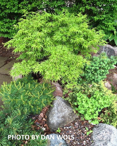 - FOR PICKUP ONLY | Acer palmatum 'Kamagata' Japanese Maple | DOES NOT SHIP - Mr Maple │ Buy Japanese Maple Trees