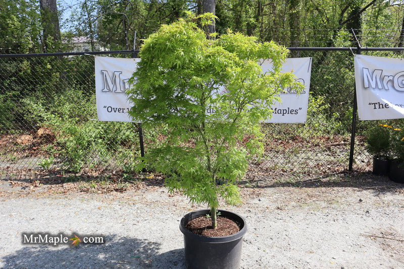 - FOR PICKUP ONLY | Acer palmatum 'Kamagata' Japanese Maple | DOES NOT SHIP - Mr Maple │ Buy Japanese Maple Trees