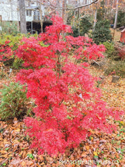 - FOR PICKUP ONLY | Acer palmatum 'Kamagata' Japanese Maple | DOES NOT SHIP - Mr Maple │ Buy Japanese Maple Trees