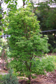 - FOR PICKUP ONLY | Acer palmatum 'Kamagata' Japanese Maple | DOES NOT SHIP - Mr Maple │ Buy Japanese Maple Trees