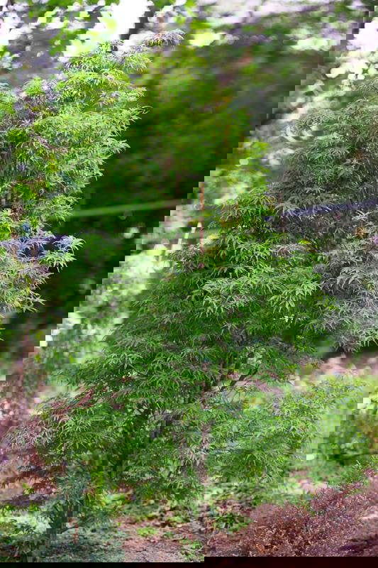 - FOR PICKUP ONLY | Acer palmatum 'Kamagata' Japanese Maple | DOES NOT SHIP - Mr Maple │ Buy Japanese Maple Trees