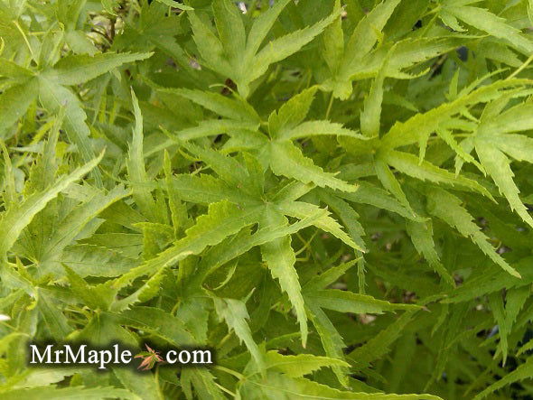 - FOR PICKUP ONLY | Acer palmatum 'Kamagata' Japanese Maple | DOES NOT SHIP - Mr Maple │ Buy Japanese Maple Trees