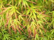 - FOR PICKUP ONLY | Acer palmatum 'Kamagata' Japanese Maple | DOES NOT SHIP - Mr Maple │ Buy Japanese Maple Trees