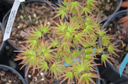 - FOR PICKUP ONLY | Acer palmatum 'Kamagata' Japanese Maple | DOES NOT SHIP - Mr Maple │ Buy Japanese Maple Trees