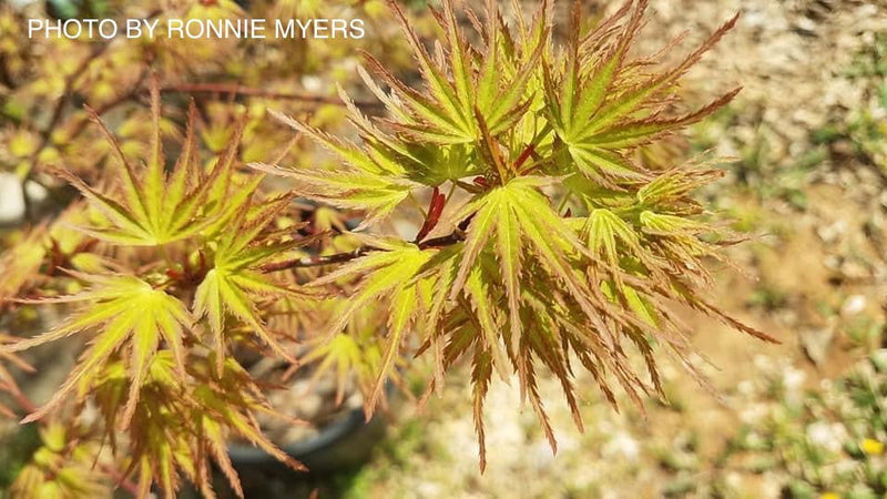 - FOR PICKUP ONLY | Acer palmatum 'Kamagata' Japanese Maple | DOES NOT SHIP - Mr Maple │ Buy Japanese Maple Trees