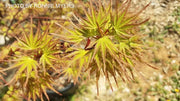 - FOR PICKUP ONLY | Acer palmatum 'Kamagata' Japanese Maple | DOES NOT SHIP - Mr Maple │ Buy Japanese Maple Trees