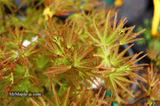- FOR PICKUP ONLY | Acer palmatum 'Kamagata' Japanese Maple | DOES NOT SHIP - Mr Maple │ Buy Japanese Maple Trees