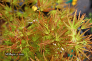 - FOR PICKUP ONLY | Acer palmatum 'Kamagata' Japanese Maple | DOES NOT SHIP - Mr Maple │ Buy Japanese Maple Trees