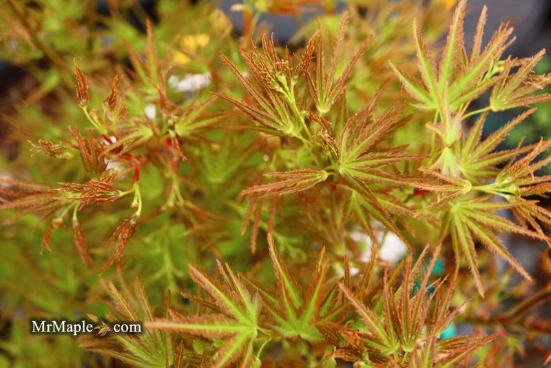 - FOR PICKUP ONLY | Acer palmatum 'Kamagata' Japanese Maple | DOES NOT SHIP - Mr Maple │ Buy Japanese Maple Trees