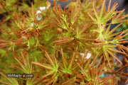 - FOR PICKUP ONLY | Acer palmatum 'Kamagata' Japanese Maple | DOES NOT SHIP - Mr Maple │ Buy Japanese Maple Trees