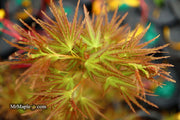 - FOR PICKUP ONLY | Acer palmatum 'Kamagata' Japanese Maple | DOES NOT SHIP - Mr Maple │ Buy Japanese Maple Trees