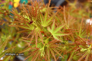 - FOR PICKUP ONLY | Acer palmatum 'Kamagata' Japanese Maple | DOES NOT SHIP - Mr Maple │ Buy Japanese Maple Trees