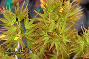 - FOR PICKUP ONLY | Acer palmatum 'Kamagata' Japanese Maple | DOES NOT SHIP - Mr Maple │ Buy Japanese Maple Trees